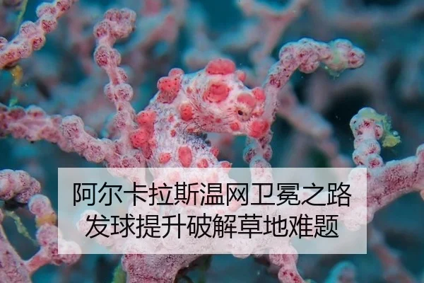a-er-ka-la-si-wen-wang-wei-mian-zhi-lu-fa-qiu-ti-sheng-po-jie-cao-di-nan-ti-3-209.jpg